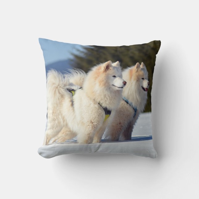 Samoyed Hundar i Snö Kudde (Framsida)