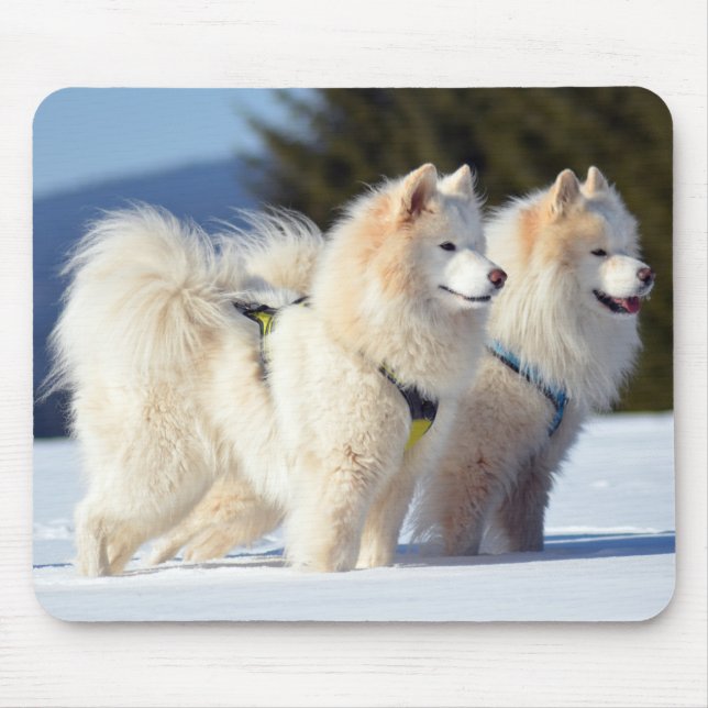 Samoyed Hundar i Snö Musmatta (Framsidan)