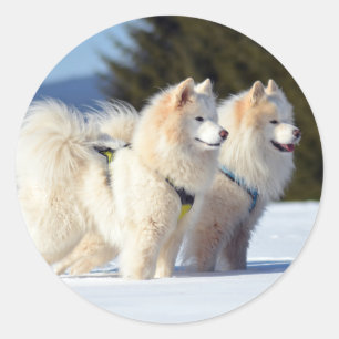 Samoyed Hundar i Snö Runt Klistermärke