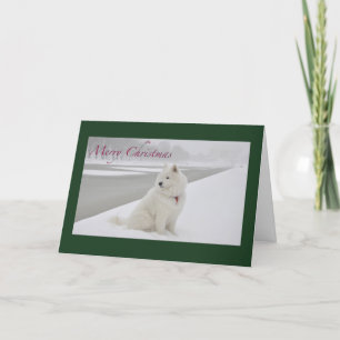 Samoyed jul (Lincoln Memorial) Helgkort