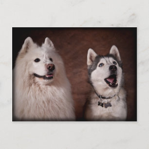 Samoyed och Husky Vykort