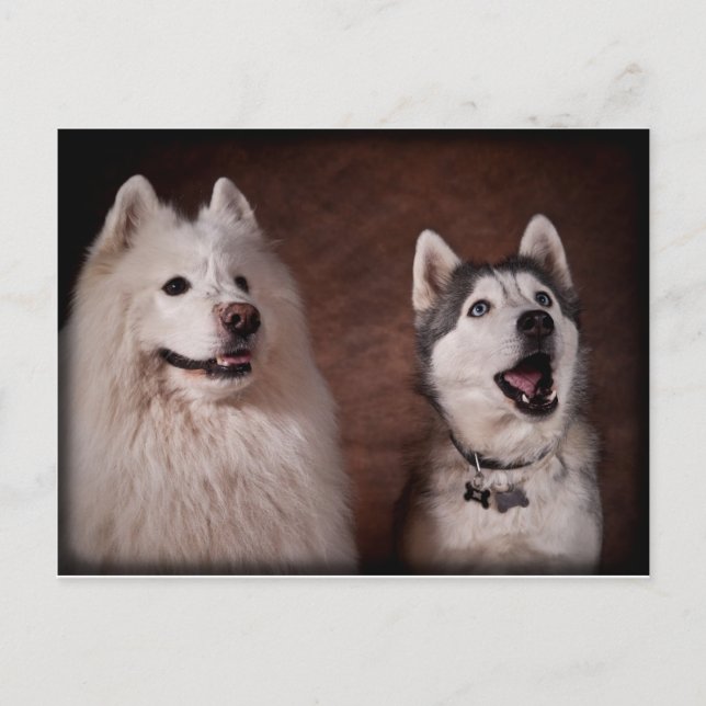 Samoyed och Husky Vykort (Framsida)