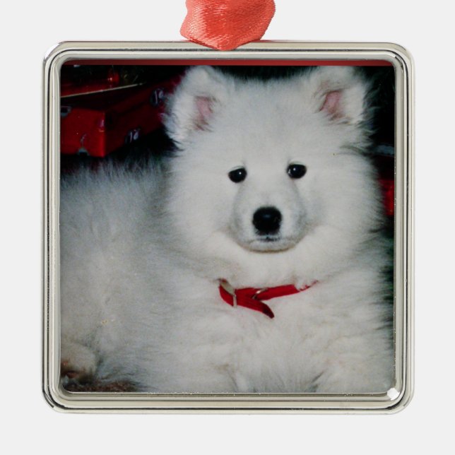 Samoyed Ornament (Framsidan)