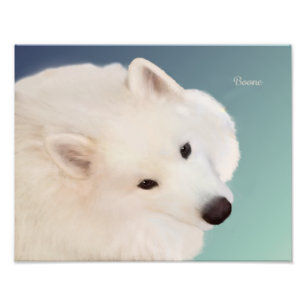Samoyed Porträtt;14 tum x 11 tum,Prof.Photo Papper Fototryck