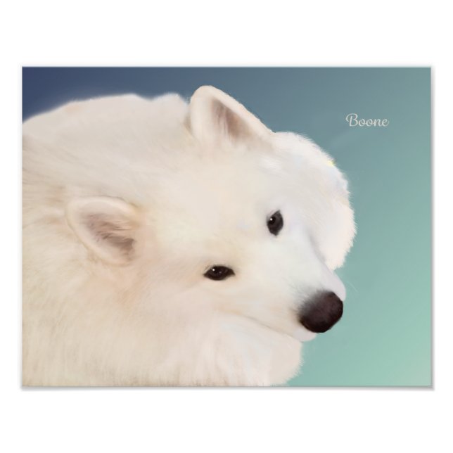 Samoyed Porträtt;14 tum x 11 tum,Prof.Photo Papper Fototryck (Framsidan)