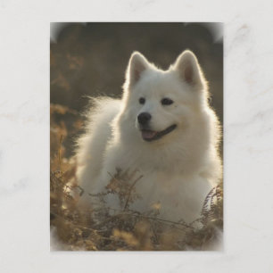 Samoyed Postcard Vykort