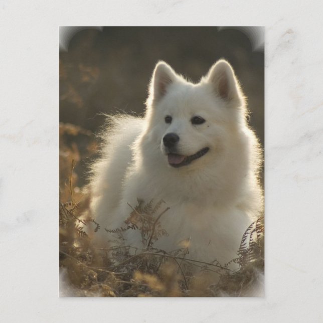 Samoyed Postcard Vykort (Framsida)
