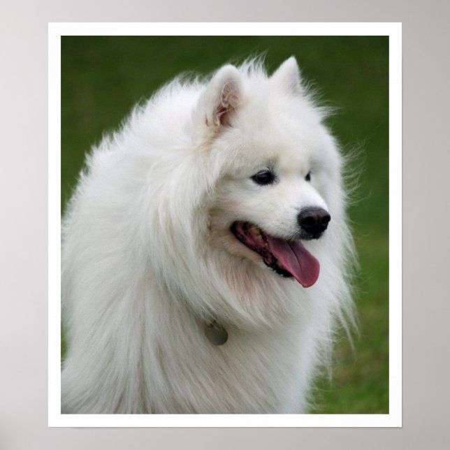 Samoyed Poster (Framsidan)