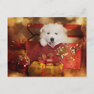 Samoyed Puppy i en julbox Helg Vykort