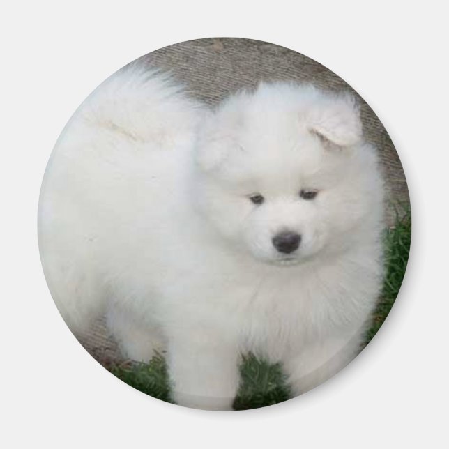 Samoyed puppy magnet (Framsidan)