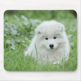 Samoyed puppy musmatta
