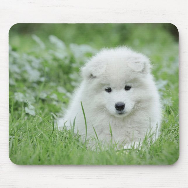 Samoyed puppy musmatta (Framsidan)