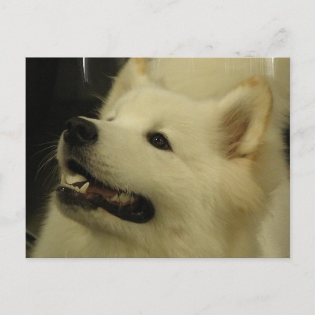 Samoyed Puppy Postcard Vykort (Framsida)