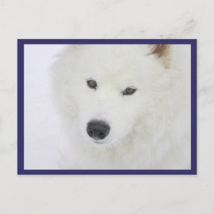 Samoyed - PVSC - Snö Vykort
