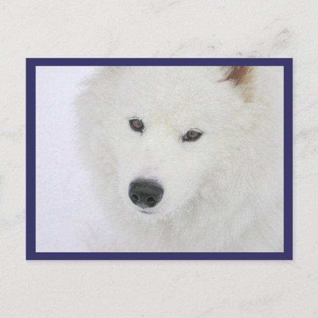 Samoyed - PVSC - Snö Vykort (Framsida)