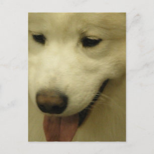 Samoyed Räddning Postkort Vykort