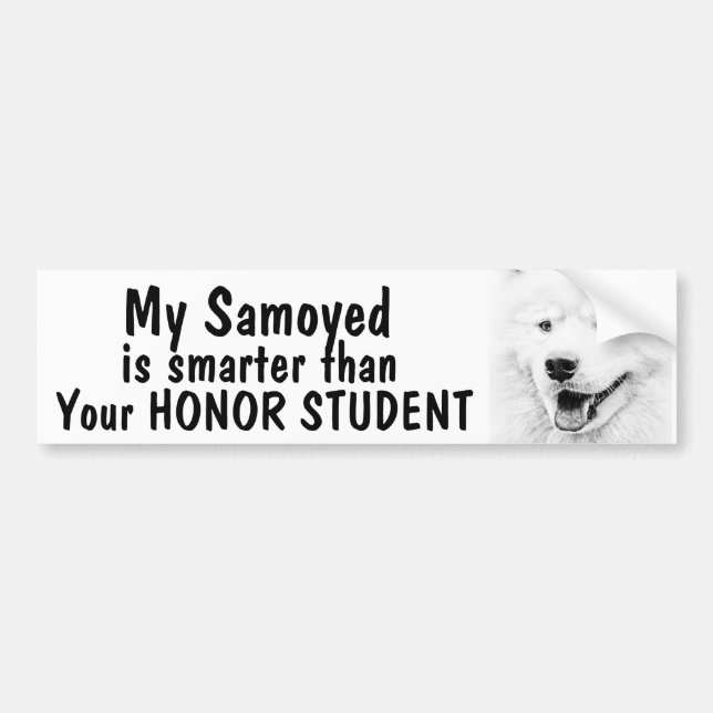Samoyed som är mer smart än den roliga bildekal (Framsidan)