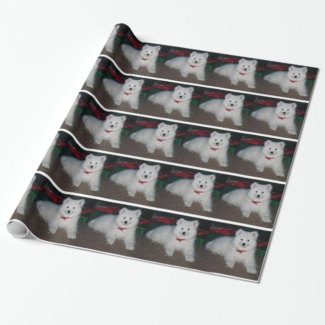 Samoyed som slår in papper presentpapper (Utrullad)