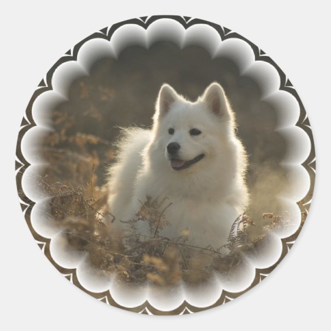 Samoyed Stickers Runt Klistermärke (Framsida)