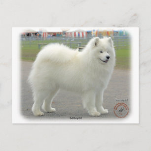 Samoyed Vykort