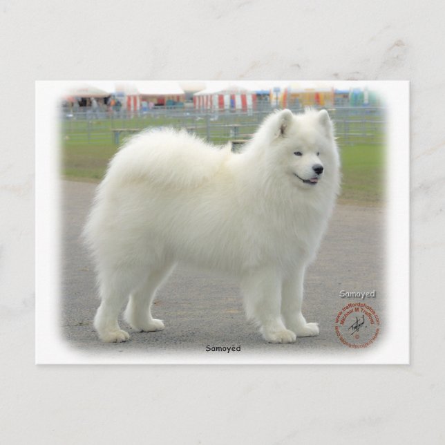 Samoyed Vykort (Framsida)
