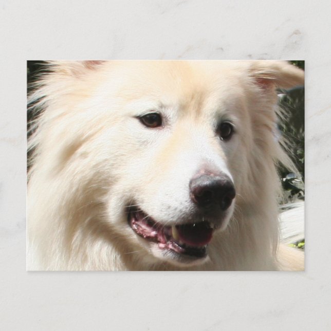 Samoyed Yukon 1 Vykort (Framsida)