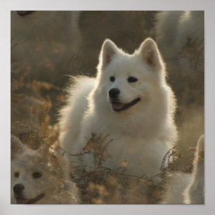 Samoyedhund avelnaffisch poster