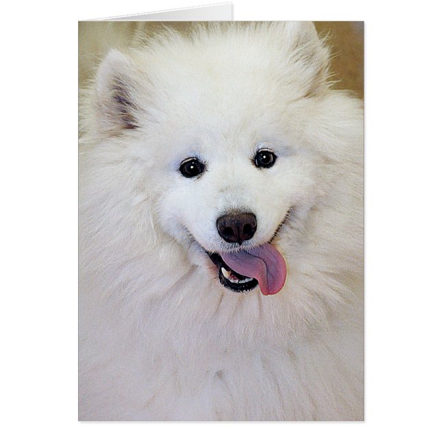 Samoyedhund avelnhälsningen/noterar kort (Framsidan)
