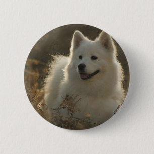 Samoyedhund avelnrundan klämmer fast knapp