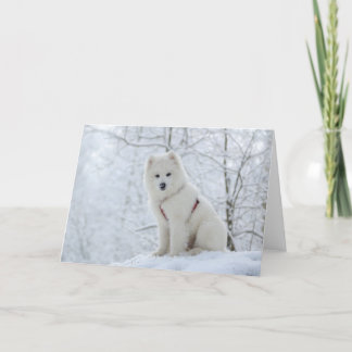 Samoyedhund Kort