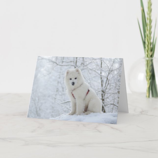 Samoyedhund Kort (Framsida)