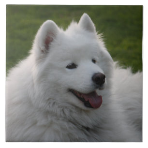 Samoyedhunden belägger med tegel kakelplatta