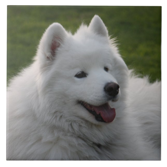 Samoyedhunden belägger med tegel kakelplatta (Framsidan)