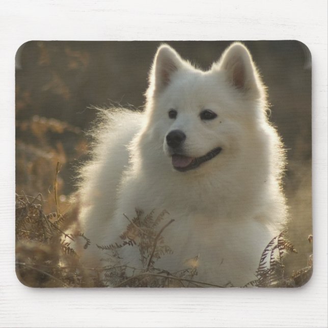 Samoyedmusen vadderar musmatta (Framsidan)