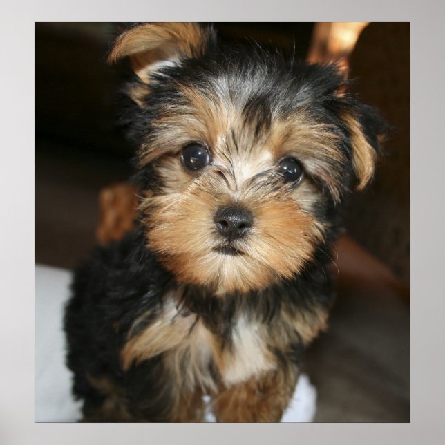 Sampson Poster (Framsidan)