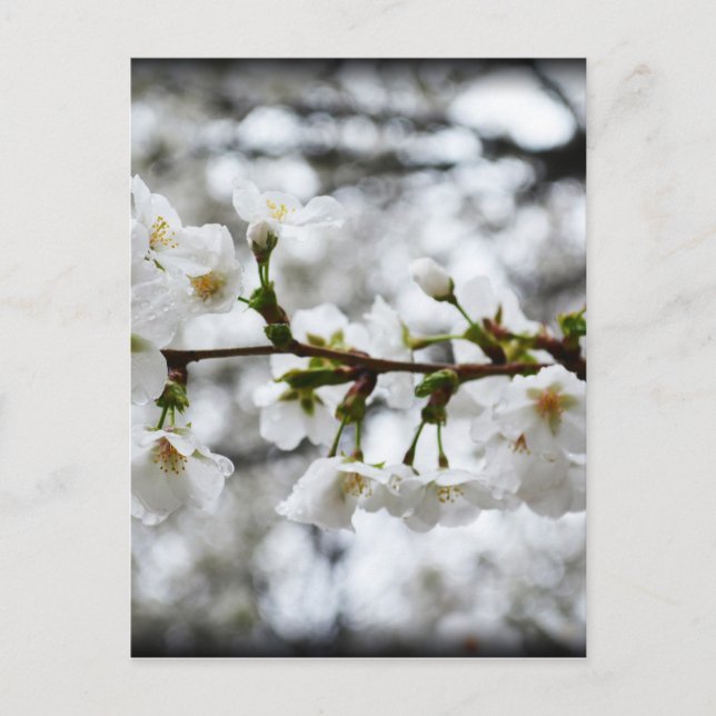 Sämre renhet vykort (Framsida)