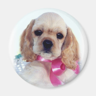 Sämskskinns- cockerspanielvalpmagnet magnet