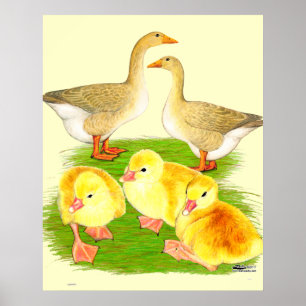 Sämskskinns- gåsfamilj poster