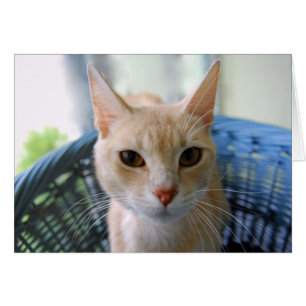 Sämskskinns- orientalisk Shorthair katt Hälsningskort