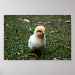 Sämskskinns- Orpington chick Poster