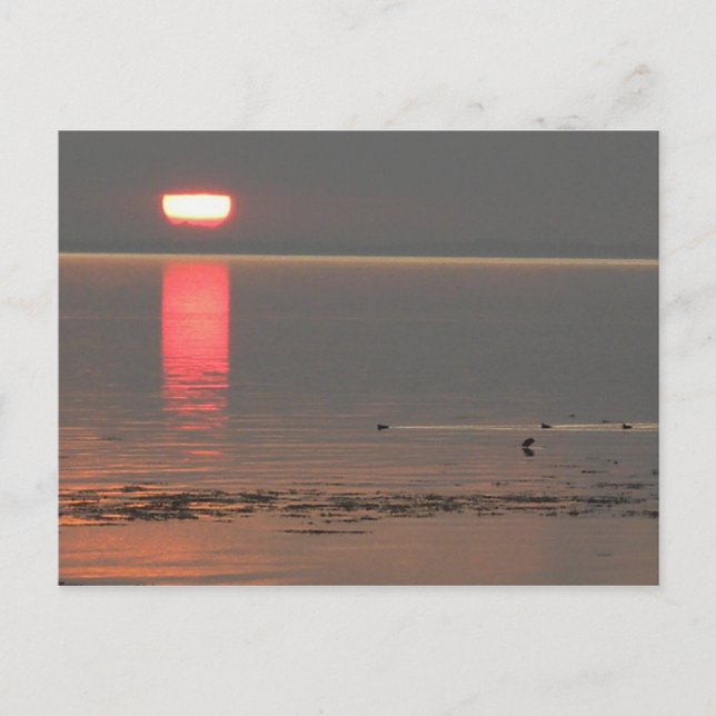 Samsø öDanmark foto Colette Juli 2009 Vykort (Framsida)