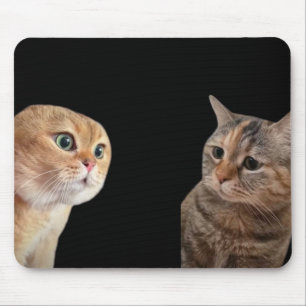 Samtala katter, musmatta
