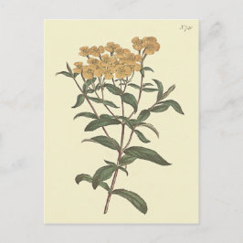 Samtidig Marigold Botanisk Illustration Vykort
