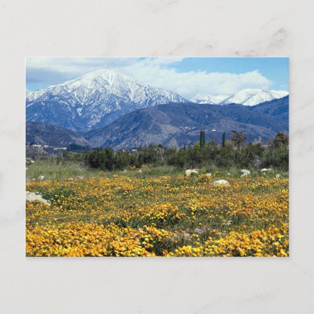 San Bernardino-bergen, snö, blommor Vykort (Framsida)