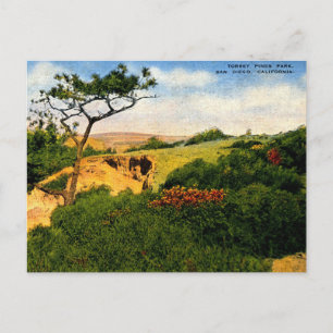 San Diego CA, Torrey Pines Park, 1940-talets Vinta Vykort