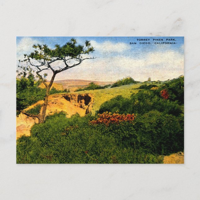 San Diego CA, Torrey Pines Park, 1940-talets Vinta Vykort (Framsida)