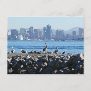 San Diego Pelicans Birds City Skyline Vatten Vykort