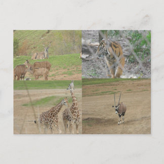 San Diego Safari Park Vykort