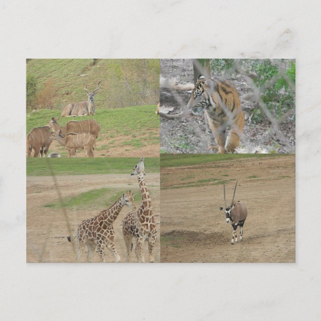 San Diego Safari Park Vykort (Framsida)