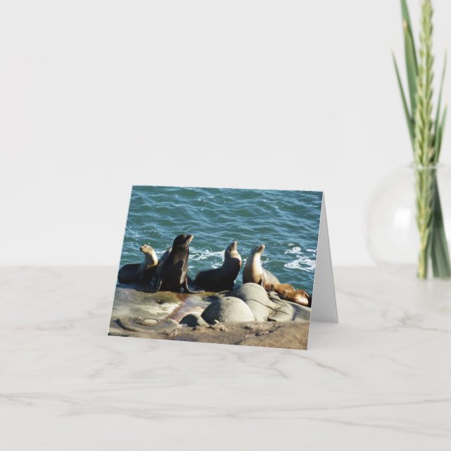 San Diego Sea Lejon Kort (Framsida)